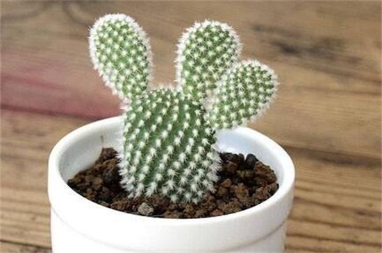 仙人掌移栽留意事项,避免伤到植株根须