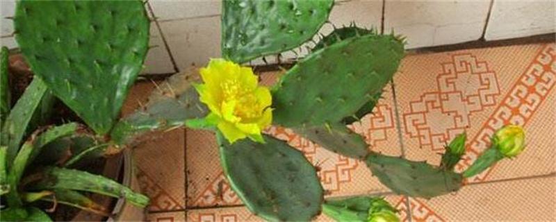 仙人掌如何繁殖