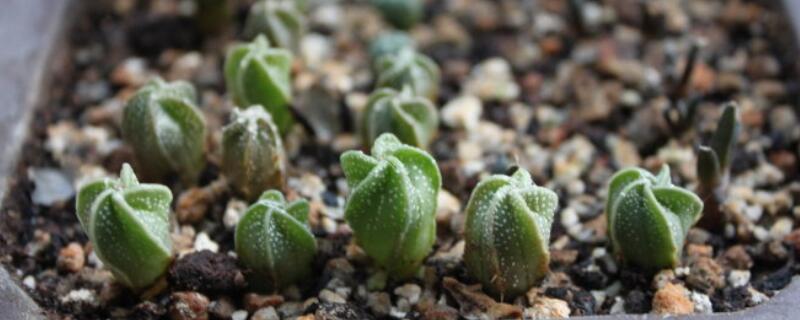 仙人掌如何种