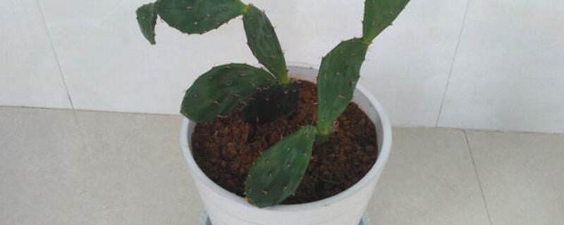 仙人掌如何插扦