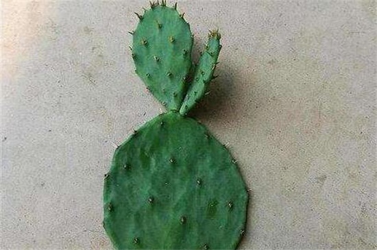 仙人掌如何插扦