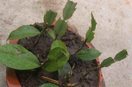 仙人掌如何插扦