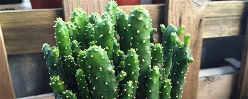 招财手植物如何养