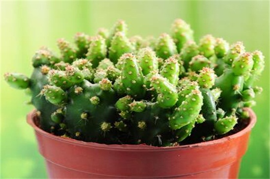 招财手植物如何养