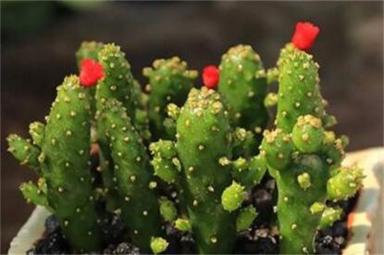 招财手植物如何养