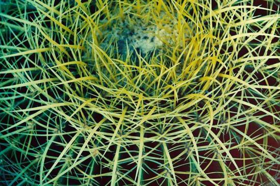 手上扎了仙人掌刺如何办,五种办法介绍给你