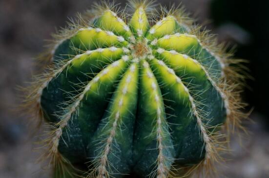 手上扎了仙人掌刺如何办,五种办法介绍给你