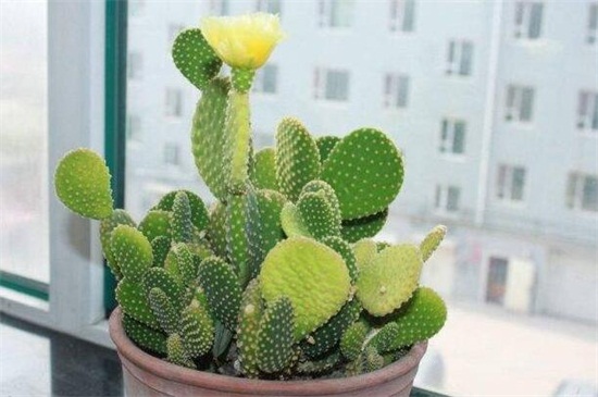 仙人掌花是哪个国家的国花,墨西哥(附养殖办法)