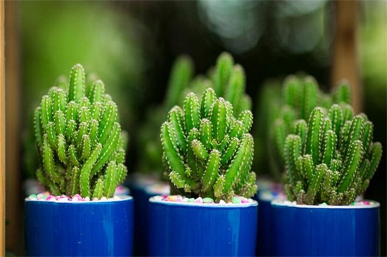 仙人掌花是哪个国家的国花,墨西哥(附养殖办法)