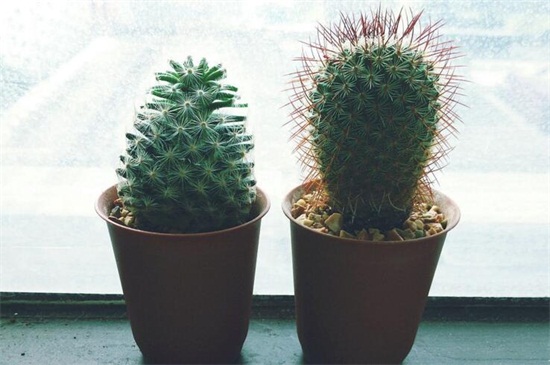 仙人掌花是哪个国家的国花,墨西哥(附养殖办法)