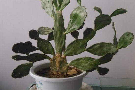 仙人掌花是哪个国家的国花,墨西哥(附养殖办法)