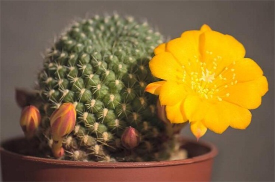 仙人掌花是哪个国家的国花,墨西哥(附养殖办法)