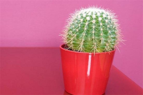 仙人掌花是哪个国家的国花,墨西哥(附养殖办法)