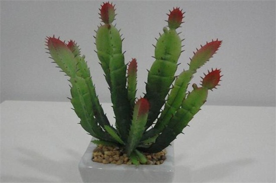 仙人掌花是哪个国家的国花,墨西哥(附养殖办法)