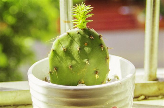 仙人掌花是哪个国家的国花,墨西哥(附养殖办法)