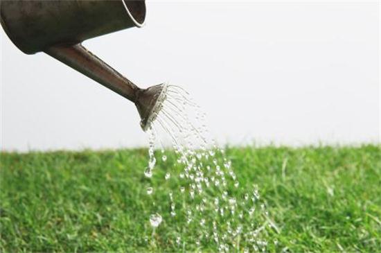 盆栽仙人掌如何浇水,比较耐旱可半个月浇一次水