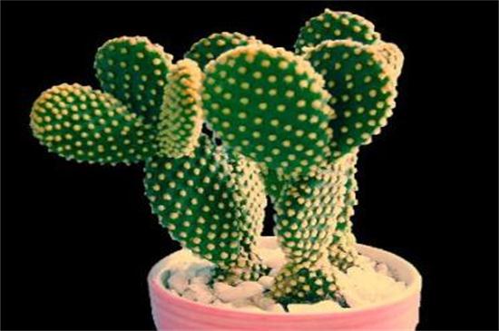 盆栽仙人掌如何浇水,比较耐旱可半个月浇一次水