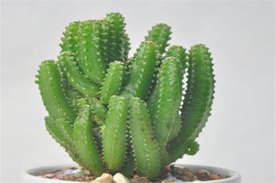 盆栽仙人掌如何浇水,比较耐旱可半个月浇一次水