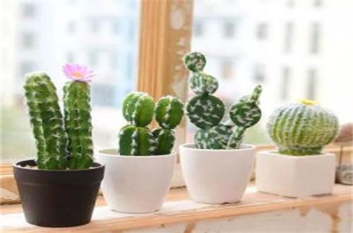 盆栽仙人掌如何浇水,比较耐旱可半个月浇一次水