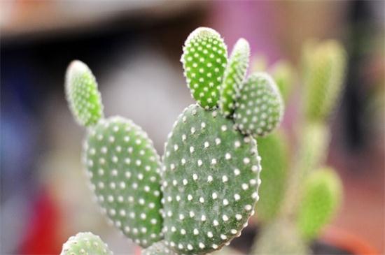 盆栽仙人掌如何浇水,比较耐旱可半个月浇一次水