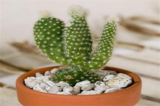 盆栽仙人掌如何浇水,比较耐旱可半个月浇一次水