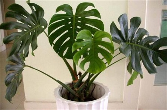室内适合养的18种植物，这些植物养在家里不愁空气不好