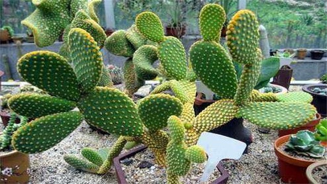 仙人掌如何养