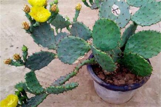 仙人掌如何养