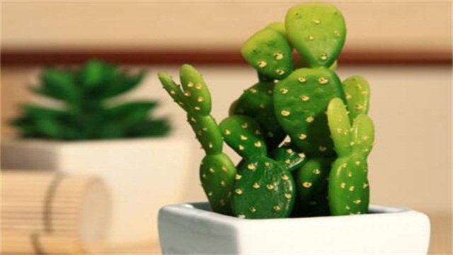 仙人掌的养殖办法和留意事项