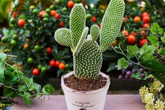 仙人掌的养殖办法和留意事项