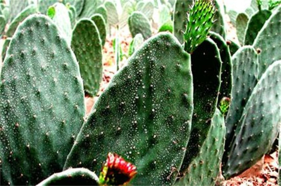 仙人掌的养殖办法和留意事项