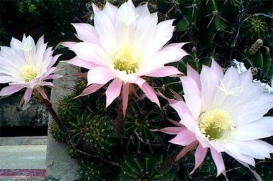 仙人掌多久开花一次，仙人掌开花后如何处理
