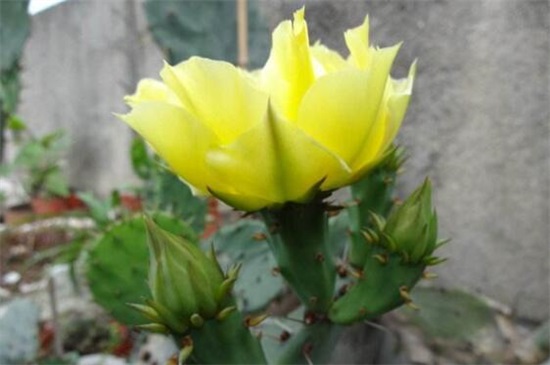 仙人掌多久开花一次，仙人掌开花后如何处理