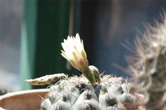 仙人掌多久开花一次，仙人掌开花后如何处理