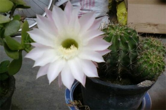 仙人掌多久开花一次，仙人掌开花后如何处理