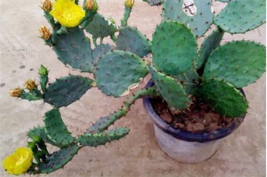 仙人掌多久开花一次，仙人掌开花后如何处理