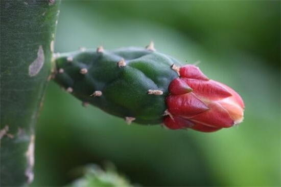 仙人掌多久开花一次，仙人掌开花后如何处理