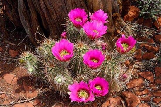 仙人掌多久开花一次，仙人掌开花后如何处理