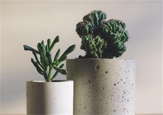 仙人掌多久浇一次水,春秋一周一次/夏季多浇/冬季10天一次