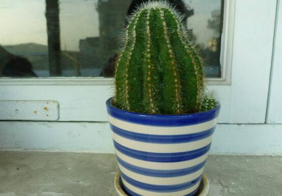 仙人掌多久浇一次水,春秋一周一次/夏季多浇/冬季10天一次