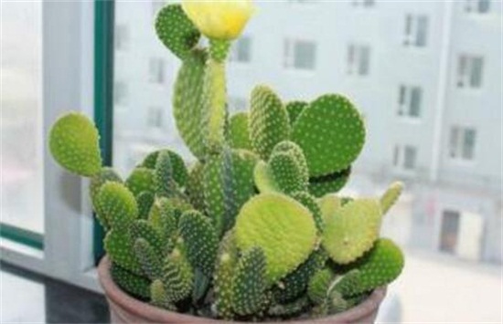 仙人掌多久浇一次水,春秋一周一次/夏季多浇/冬季10天一次