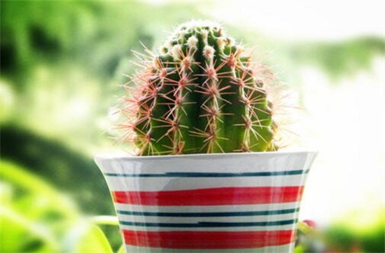 仙人掌多久浇一次水,春秋一周一次/夏季多浇/冬季10天一次
