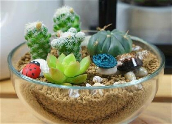 仙人掌多久浇一次水,春秋一周一次/夏季多浇/冬季10天一次