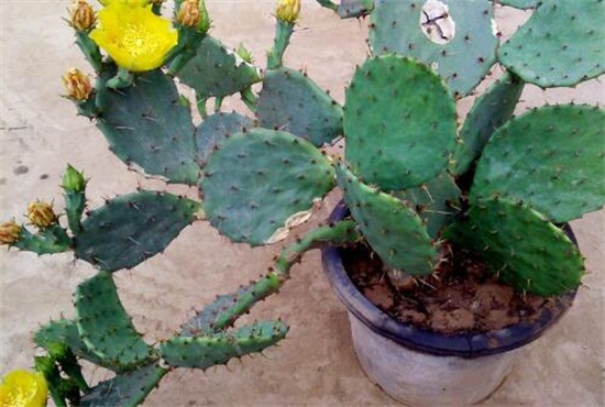 仙人掌多久浇一次水,春秋一周一次/夏季多浇/冬季10天一次