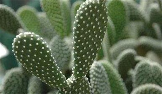 仙人掌多久浇一次水,春秋一周一次/夏季多浇/冬季10天一次