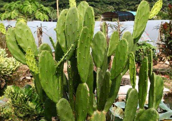 仙人掌的主干如何长粗，光照要足强健根系主干才粗壮