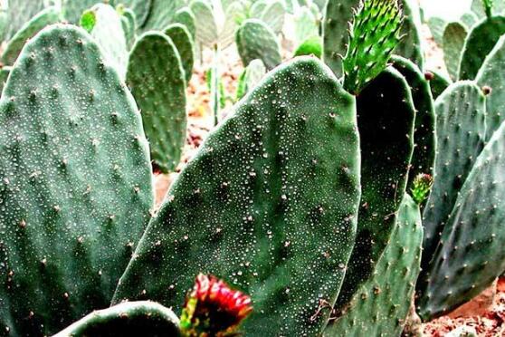 仙人掌的主干如何长粗，光照要足强健根系主干才粗壮