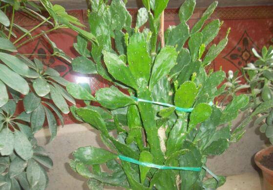 仙人掌的主干如何长粗，光照要足强健根系主干才粗壮