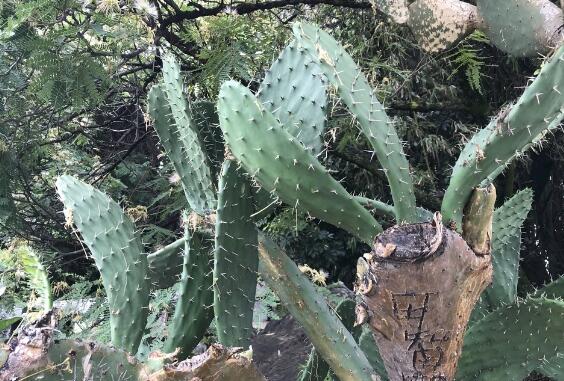 仙人掌的主干如何长粗，光照要足强健根系主干才粗壮