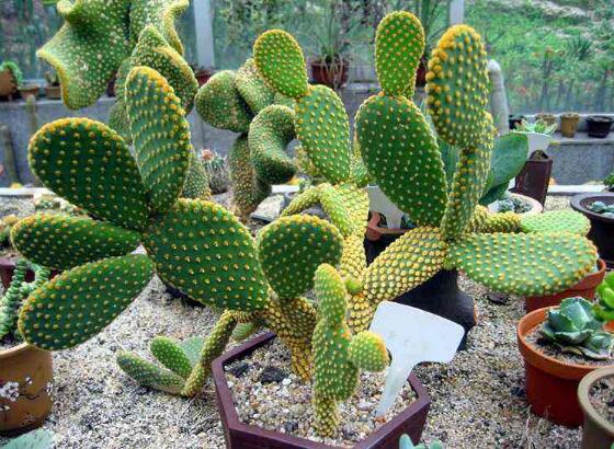 仙人掌的主干如何长粗，光照要足强健根系主干才粗壮